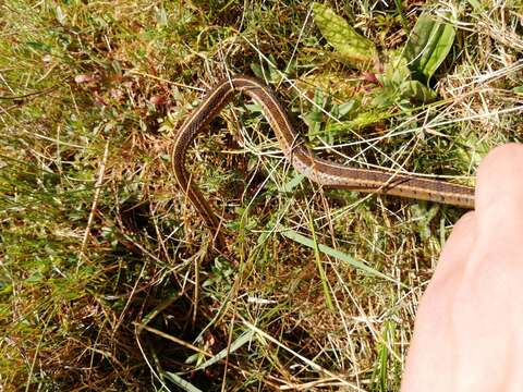 Image of Longtail Alpine Garter Snake