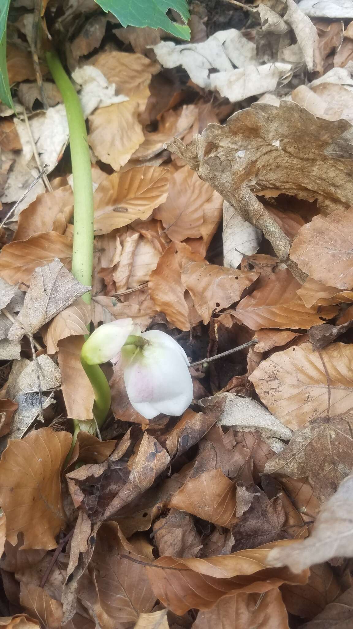 Image of black hellebore