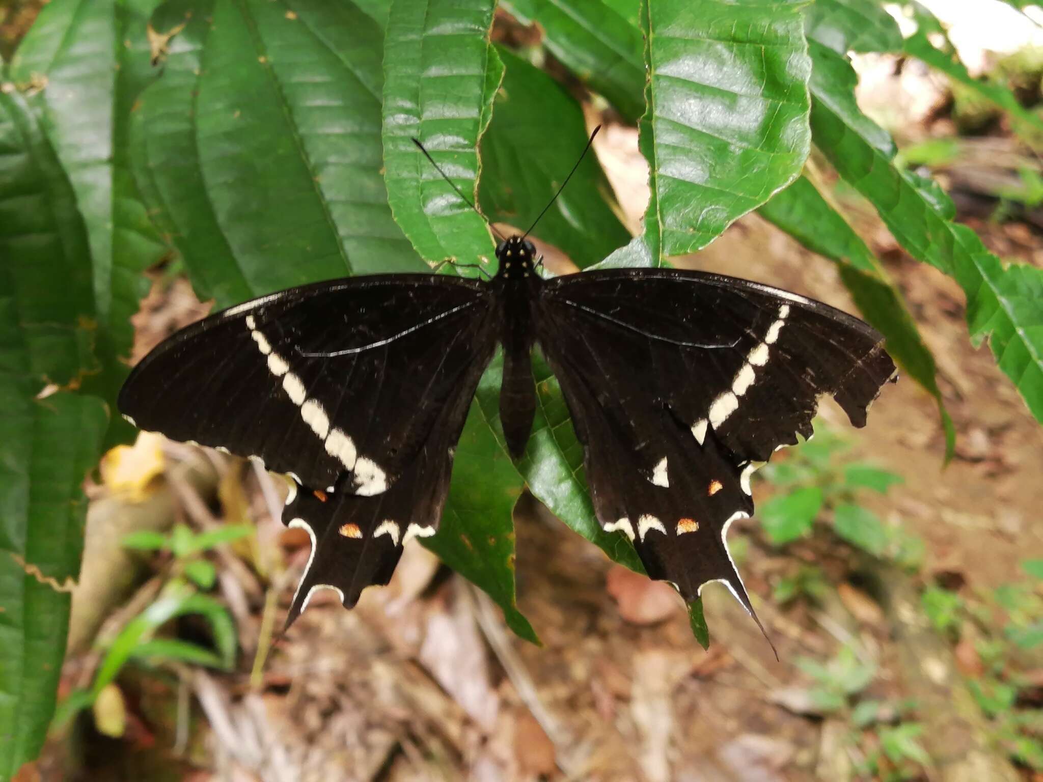 Слика од Papilio pelaus Fabricius 1775