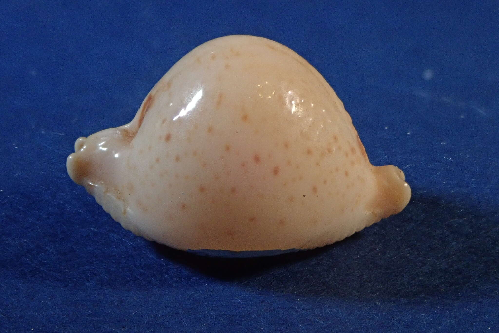 Image of chick-pea cowrie