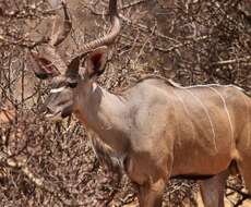 Image of Tragelaphus strepsiceros chora (Cretzschmar 1826)