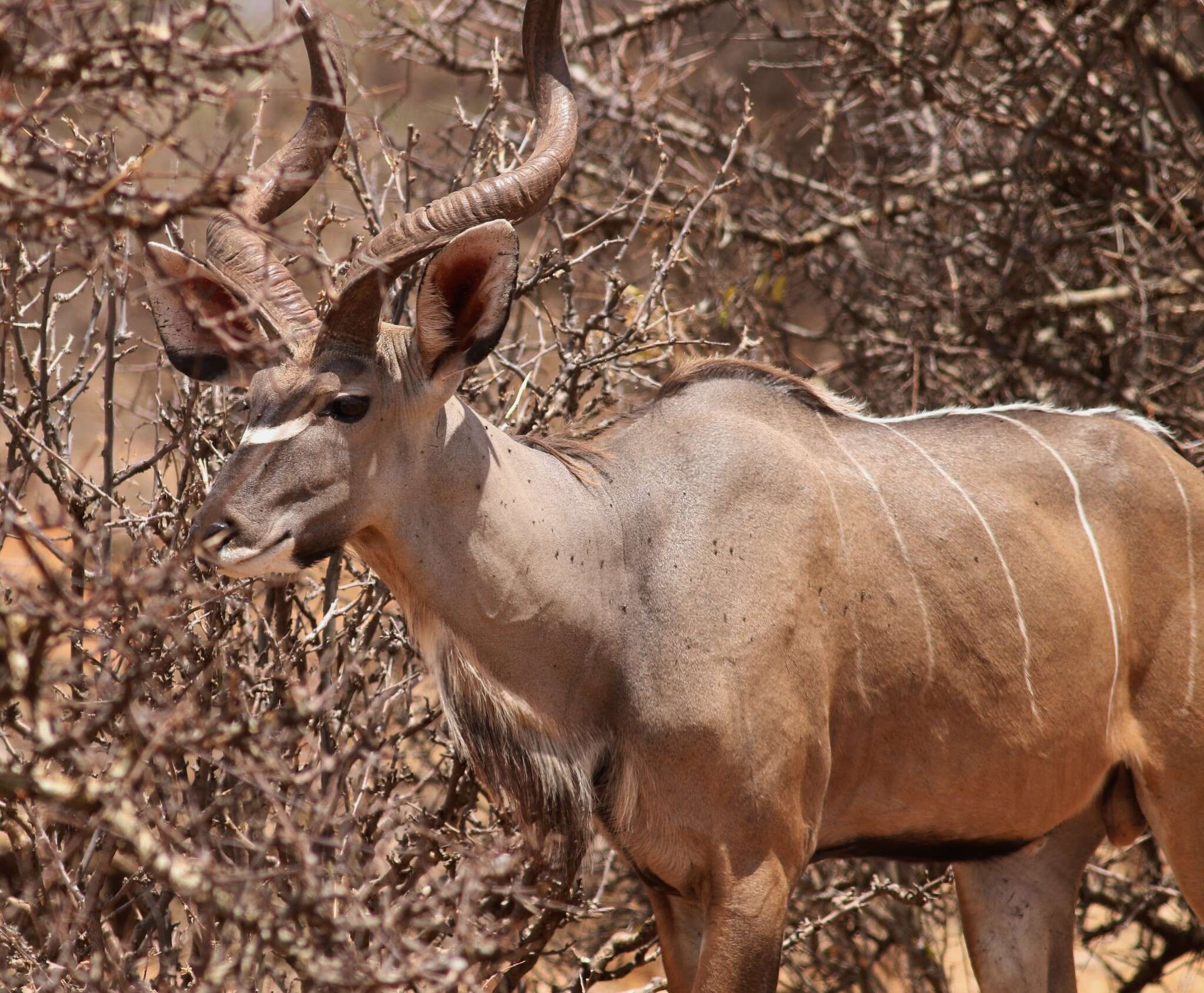 Image of Tragelaphus strepsiceros chora (Cretzschmar 1826)