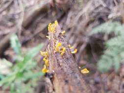 Image of Calocera guepinioides Berk. 1845