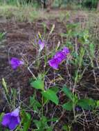 صورة Ruellia nudiflora var. runyonii (Tharp & Barkley) B. L. Turner