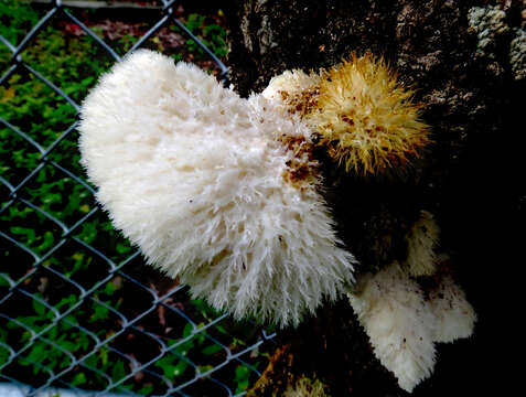 Sivun Leucophellinus hobsonii (Berk. ex Cooke) Ryvarden 1988 kuva