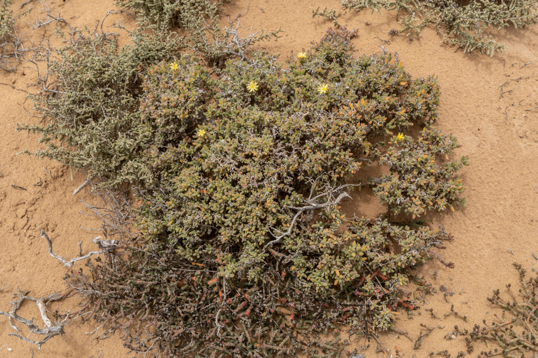 Imagem de Delosperma crassum L. Bol.