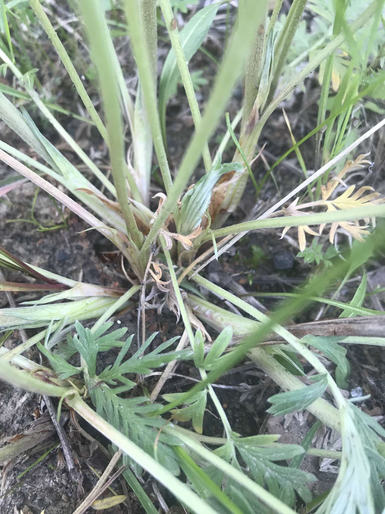 Image of staghorn cinquefoil