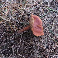 Image of Rufous Milkcap