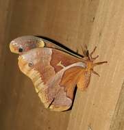 Image of Sweetbay Silk Moth