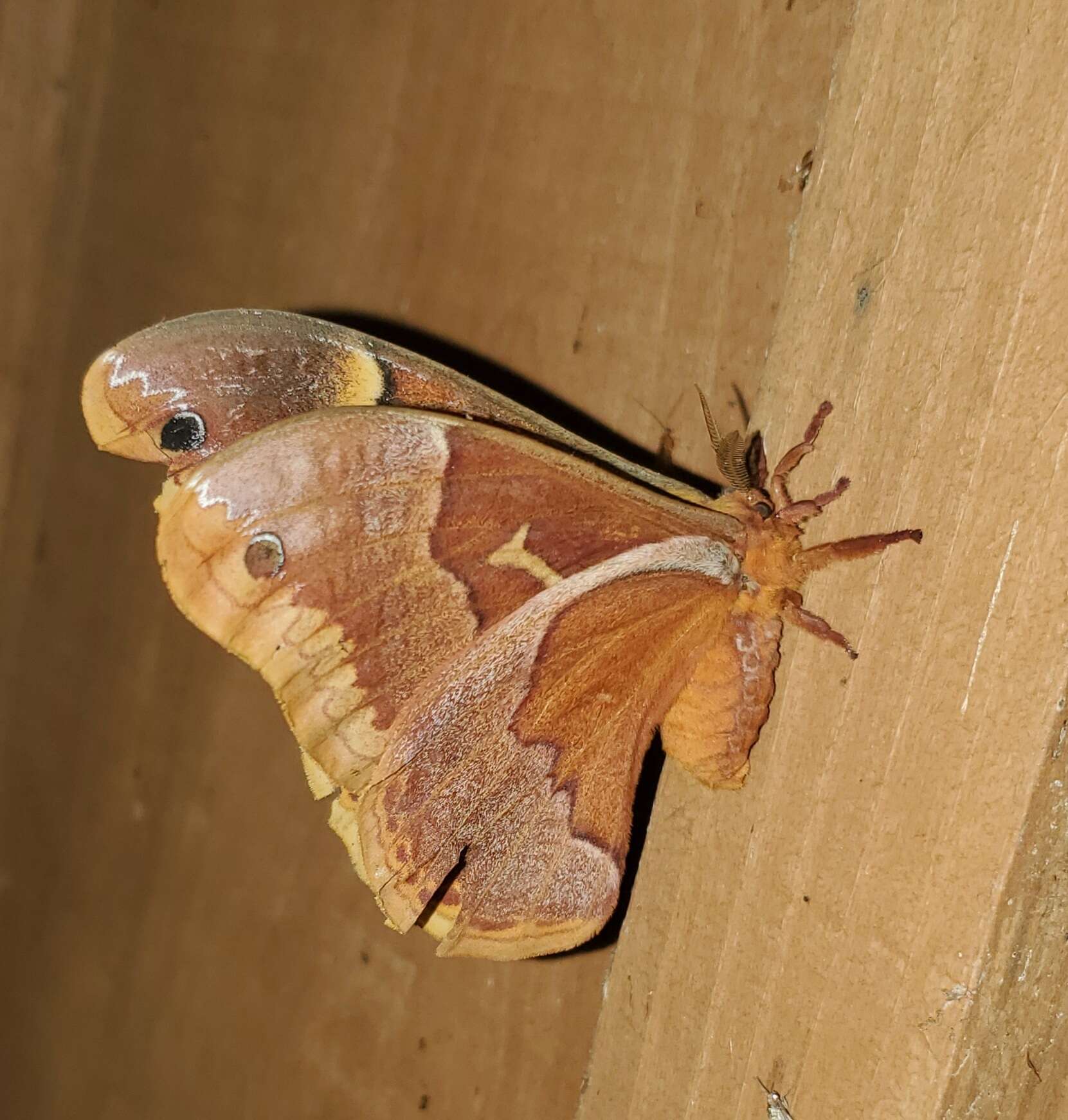 Image of Sweetbay Silk Moth