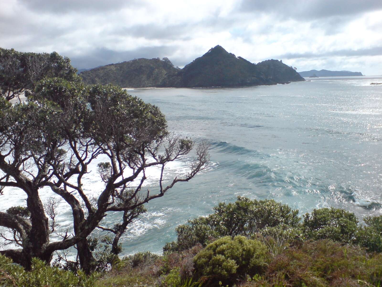 Image of Pohutukawa