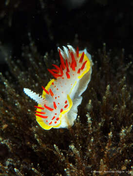 Image of Diaphorodoris papillata Portmann & Sandmeier 1960