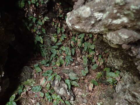 Image of Elaphoglossum hybridum (Bory) Brack.