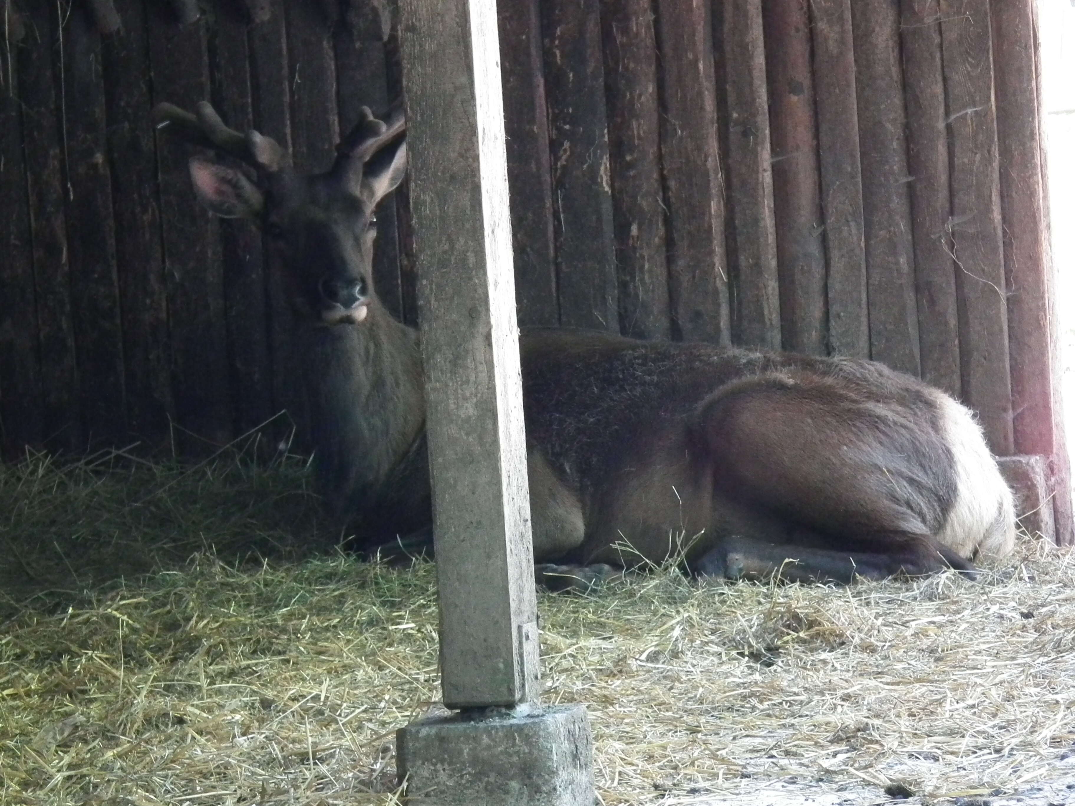 Image of Cervus canadensis sibiricus