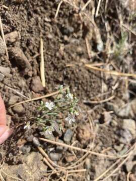 Image of Coast Range dwarf-flax