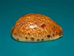 Image of bobcat cowrie