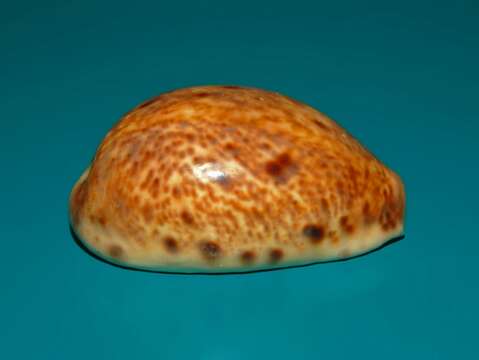 Image of bobcat cowrie