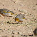 Image of Citron-headed Yellow Finch