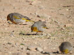 Image of Citron-headed Yellow Finch