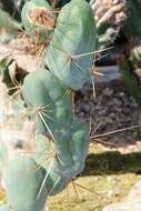 Echinopsis lageniformis (C. F. Först.) H. Friedrich & G. D. Rowley resmi