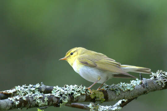 Image of Wood Warbler