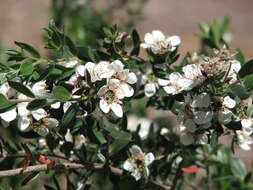 Image de Leptospermum nitidum Hook. fil.