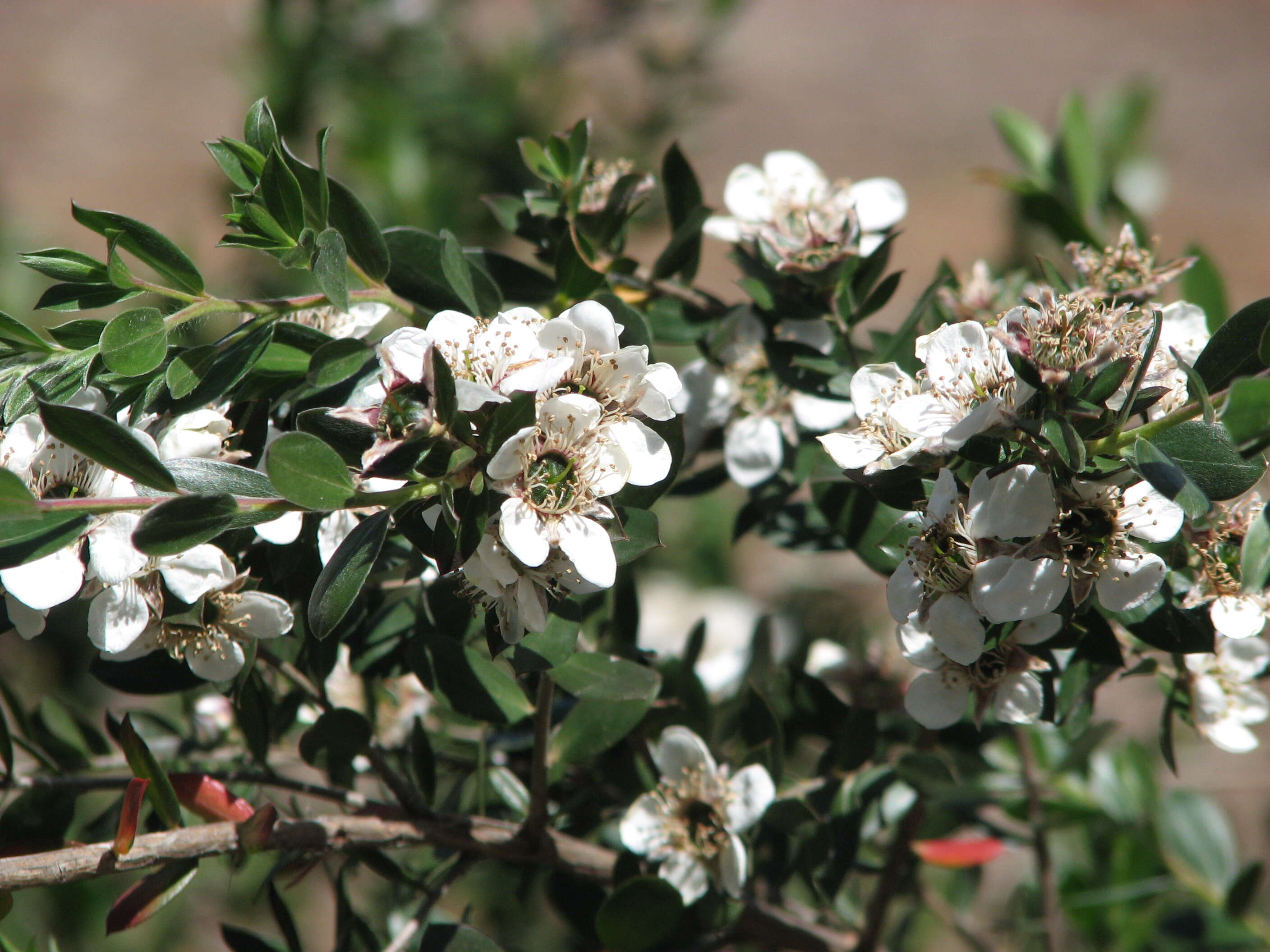 Sivun Leptospermum nitidum Hook. fil. kuva