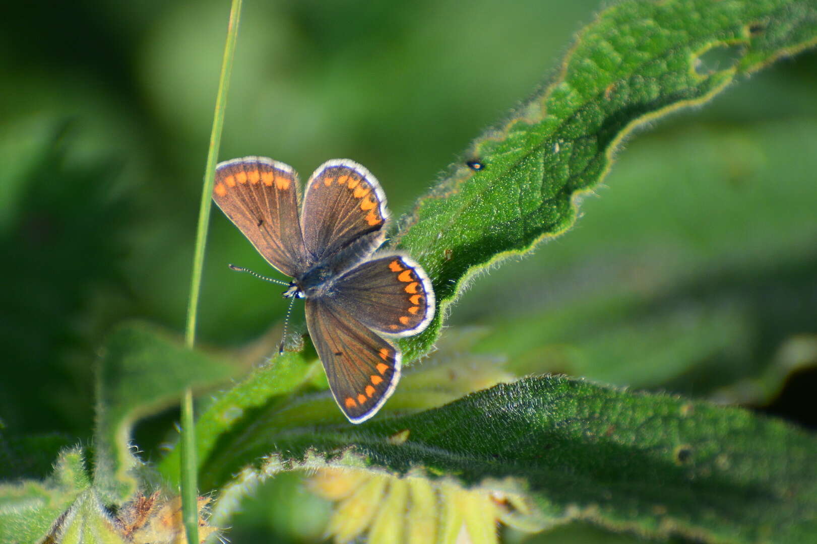 Image of brown argus