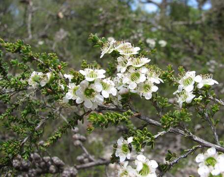 Слика од Leptospermum liversidgei R. T. Baker & H. G. Smith