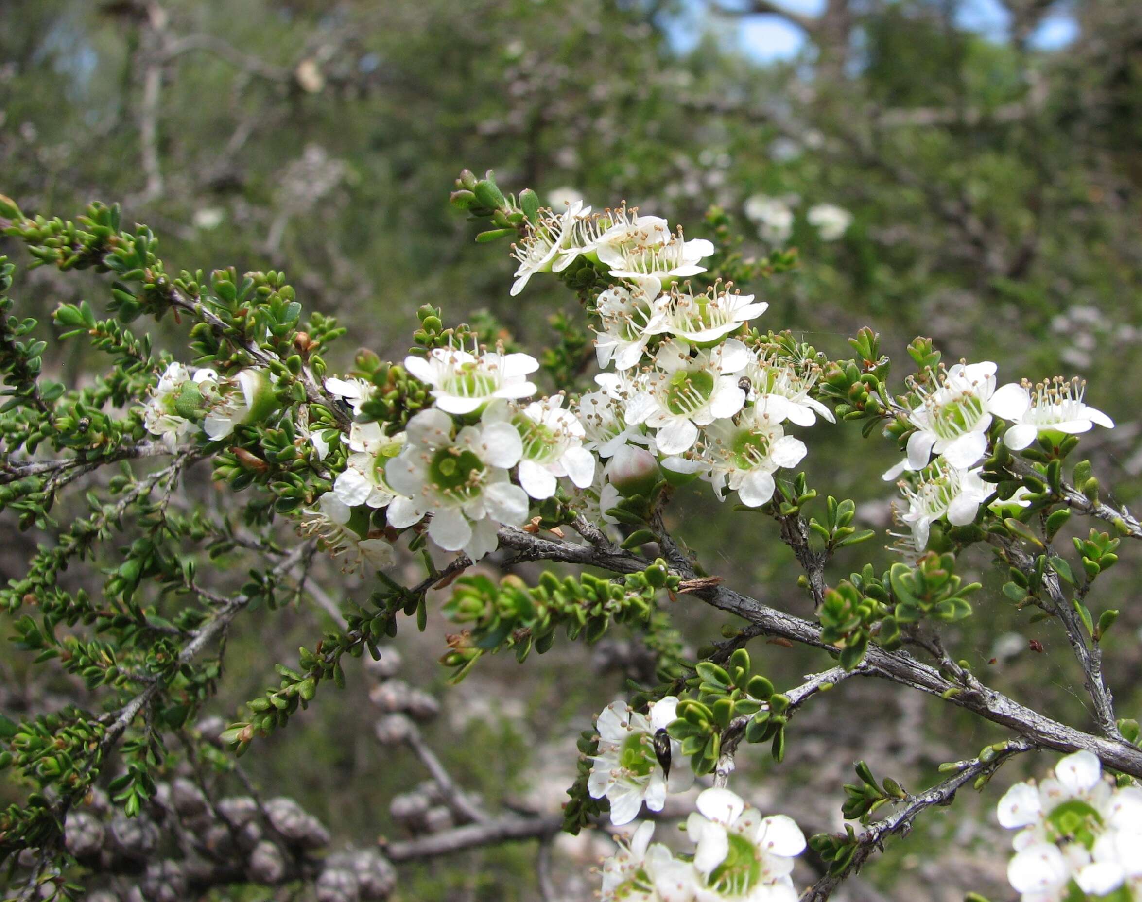 Sivun Leptospermum liversidgei R. T. Baker & H. G. Smith kuva