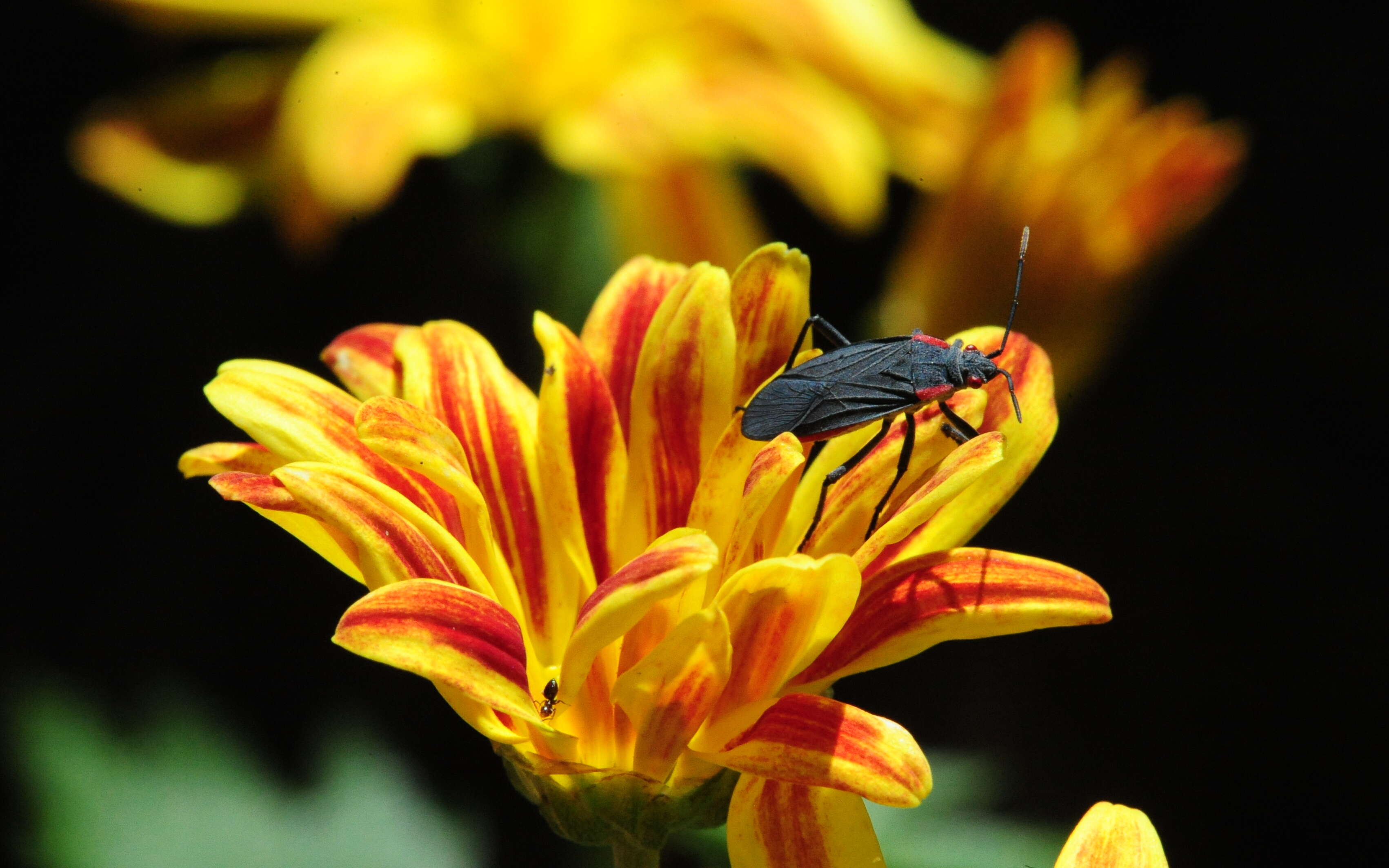 Image of Red-shouldered bug