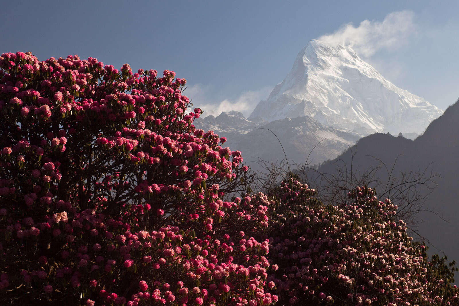 Image of Tree Rhododendron