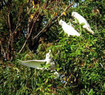 Image of Little Corella