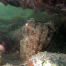 Image of Giant Australian Cuttlefish