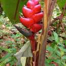 Image of Heliconia imbricata (Kuntze) Baker