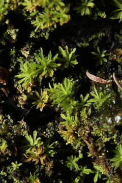 Calymperastrum latifolium Stone 1986的圖片