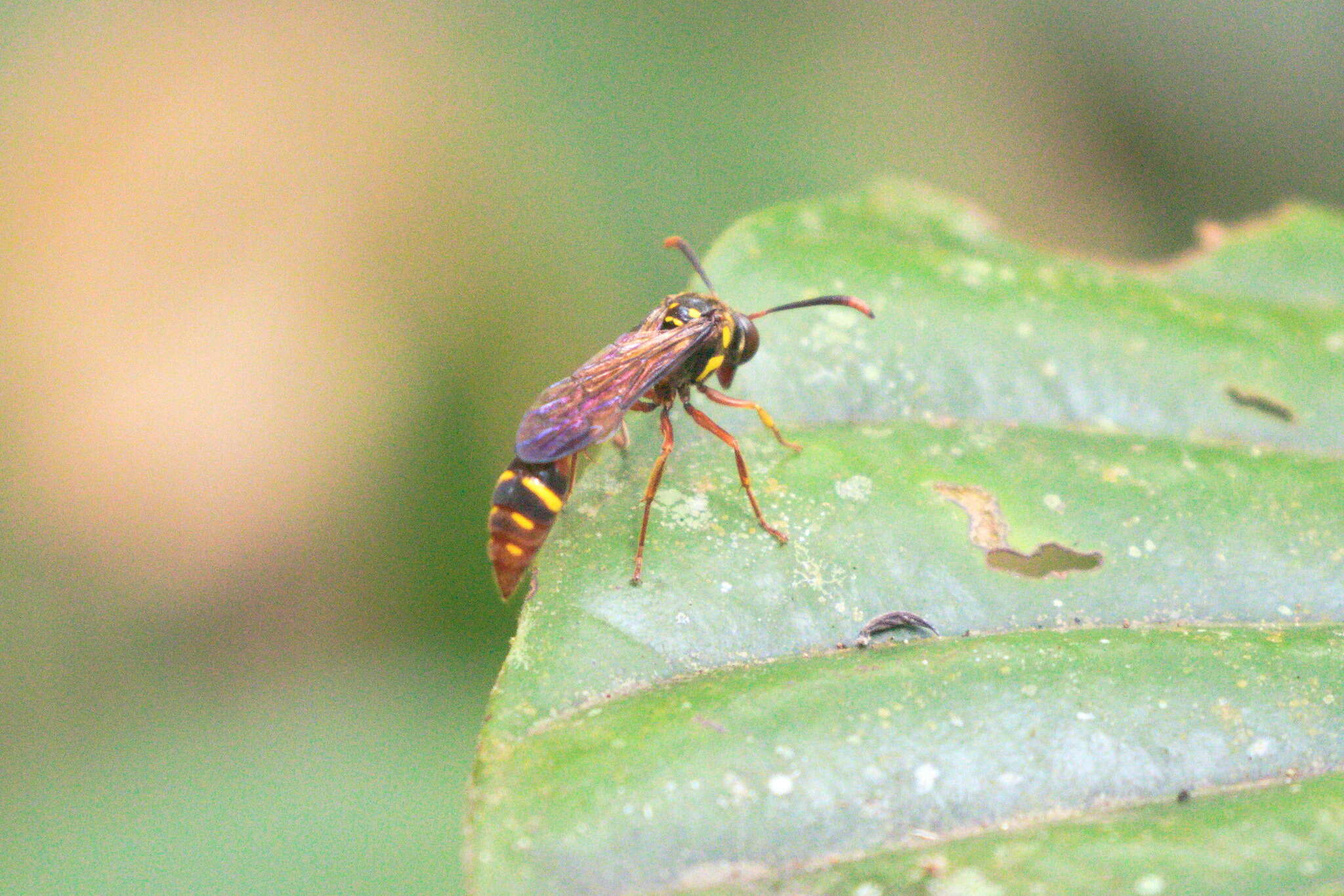 Image of Eustenogaster eximia (Bingham 1897)