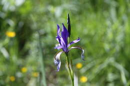 Image of German Iris