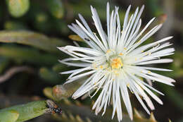 Imagem de Mesembryanthemum articulatum Thunb.