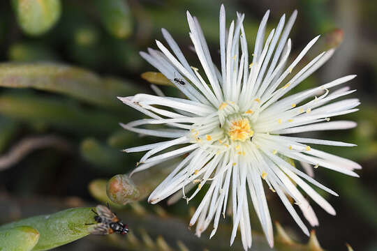 Image of Mesembryanthemum articulatum Thunb.