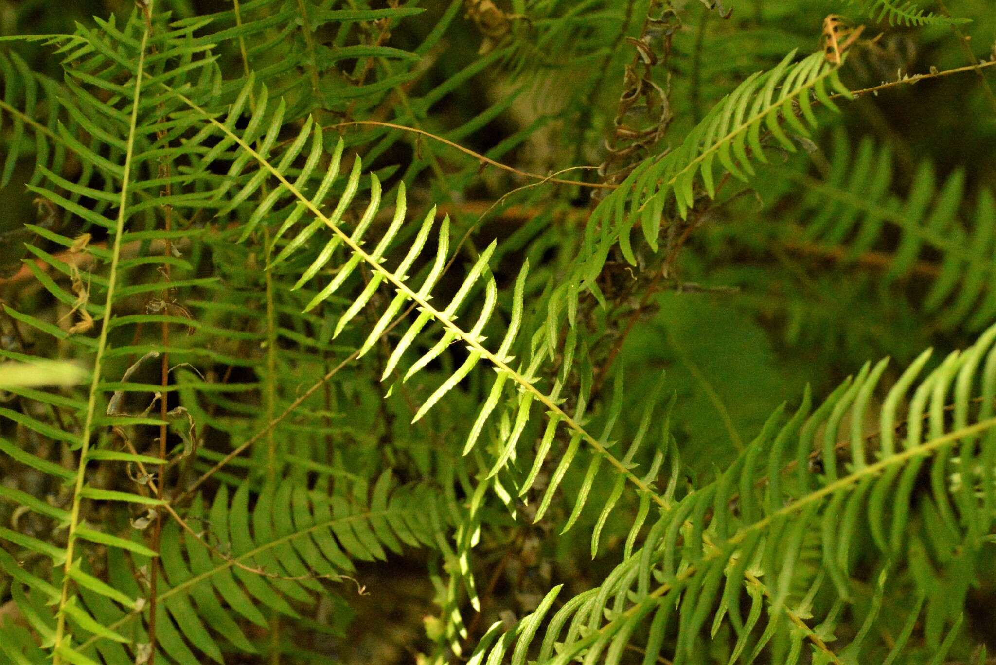 Слика од Blechnum auriculatum Cav.