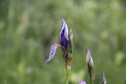 Image of German Iris