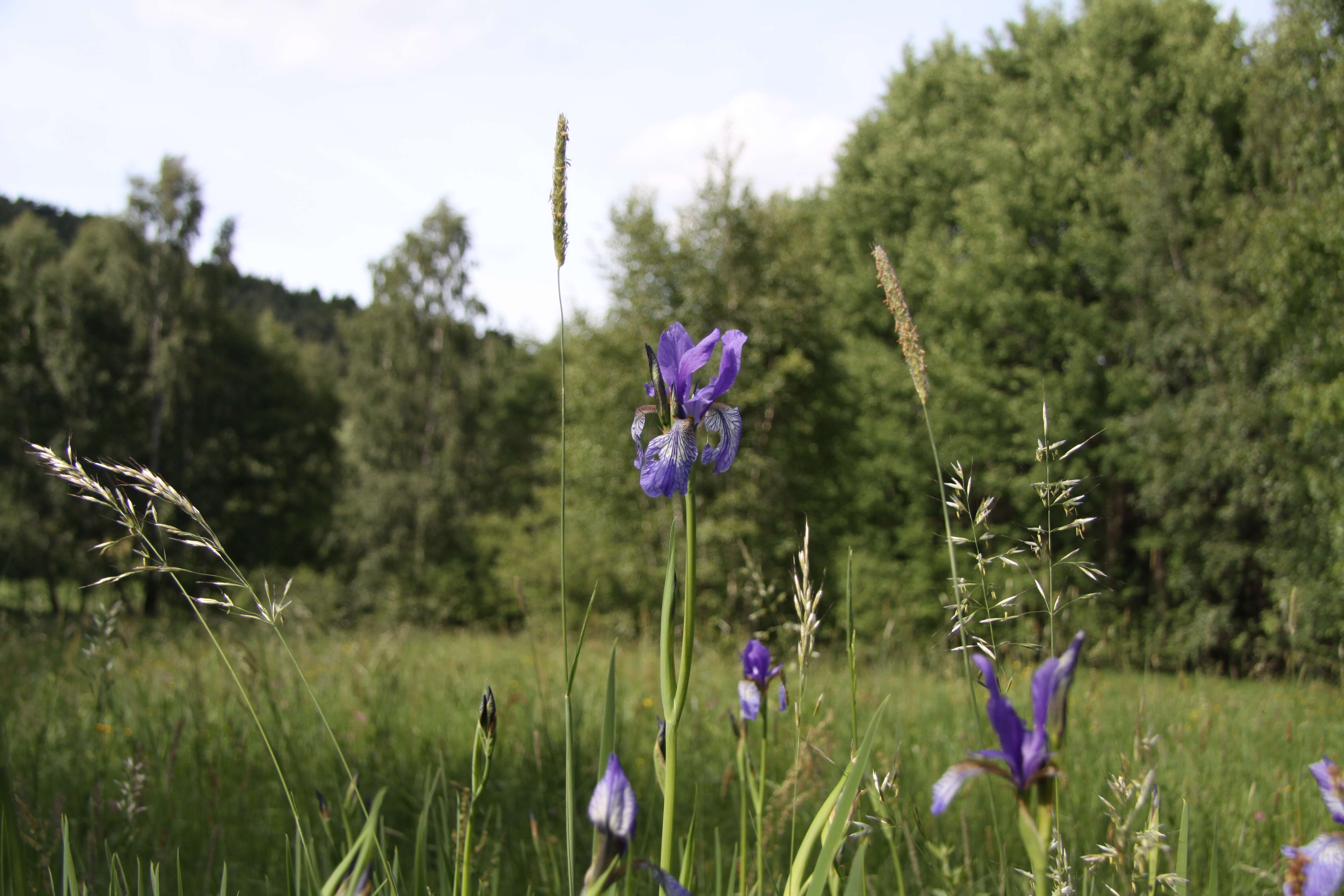 Image of German Iris