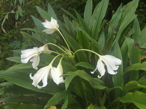 Image of Crinum jagus (J. Thomps.) Dandy