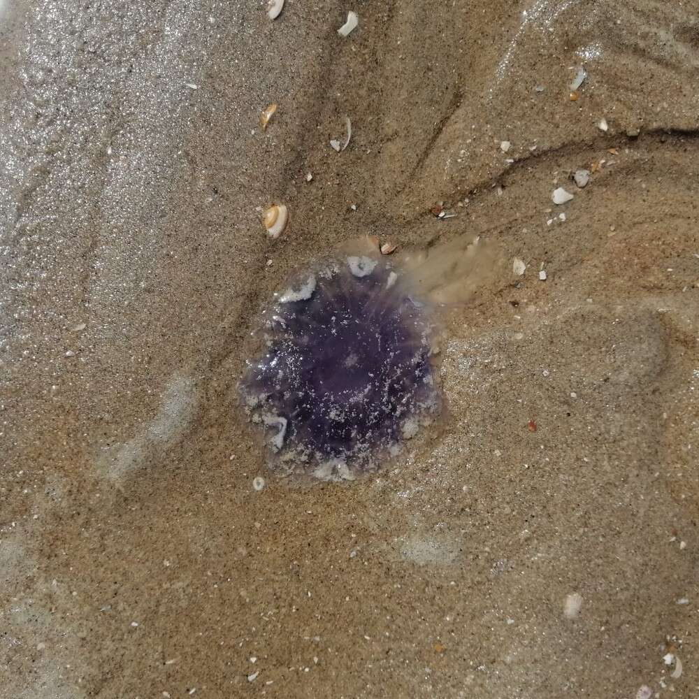 Image of Blue Jellyfish