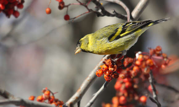 Spinus barbatus (Molina 1782)的圖片