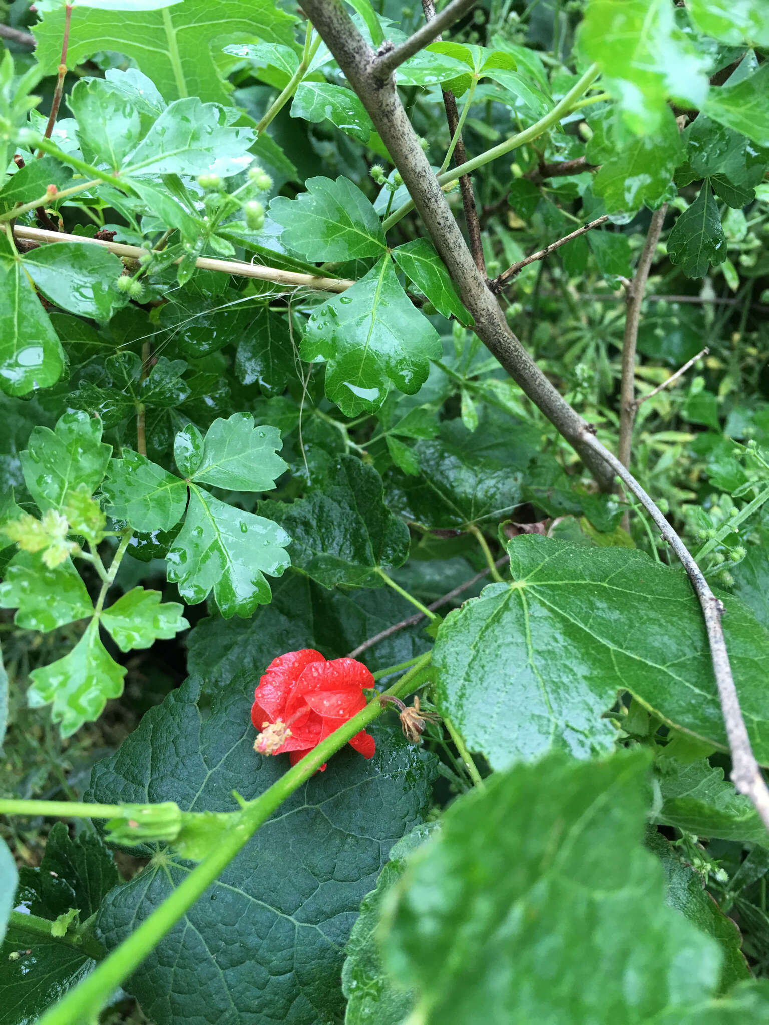 Image of wax mallow