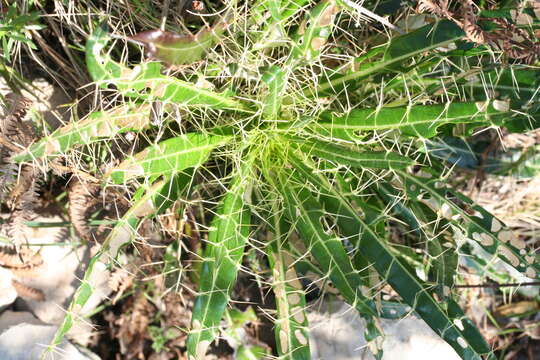 صورة Ptilostemon casabonae (L.) Greuter