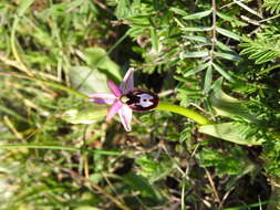 Image of Ophrys lyrata