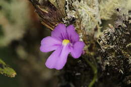 Genlisea violacea St. Hil.的圖片